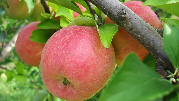 Kasımda Ağaçtan Düşen Elmalara Sakın Dokunmayın! Uzmanlardan Şaşırtan Uyarı