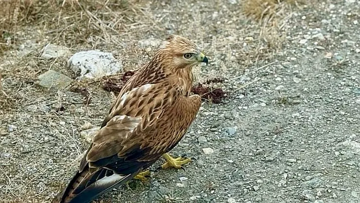 Kastamonu'da Yaralı Şahin Kurtarıldı: Daday'da Tedavi Altına Alındı