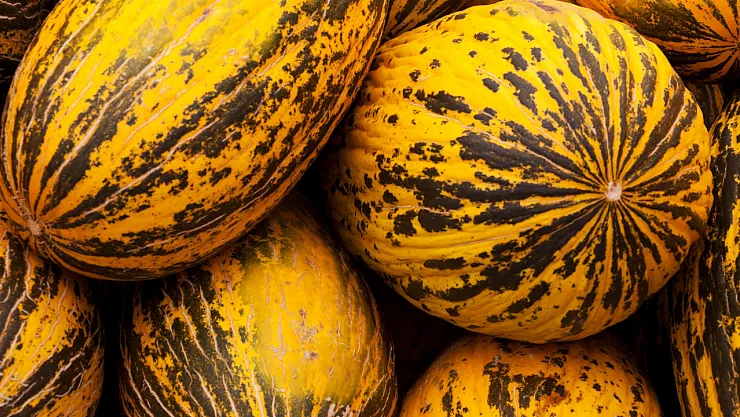 Kavunun Tadını Zirvede Yakalamanın Sırrı Ortaya Çıktı: Çiftçilerden Tatlı Meyve Seçme Rehberi