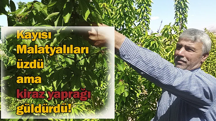 Kayısı Malatyalıları üzdü ama kiraz yaprağı güldürdü!