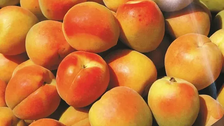 Kayısının Sağlığa Etkileri ve Günlük Tüketim Rehberi: Ne Kadar Kayısı Yeterli?