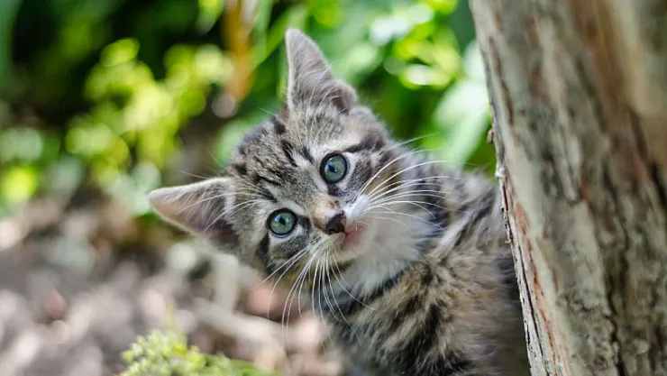 Kediler 10 Bin Yıl Önce Değil, 3.500 Yıl Önce Evcilleşti