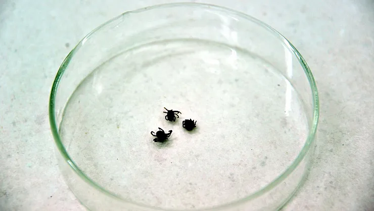 Kenelere karşı nasıl tedbir almalı?