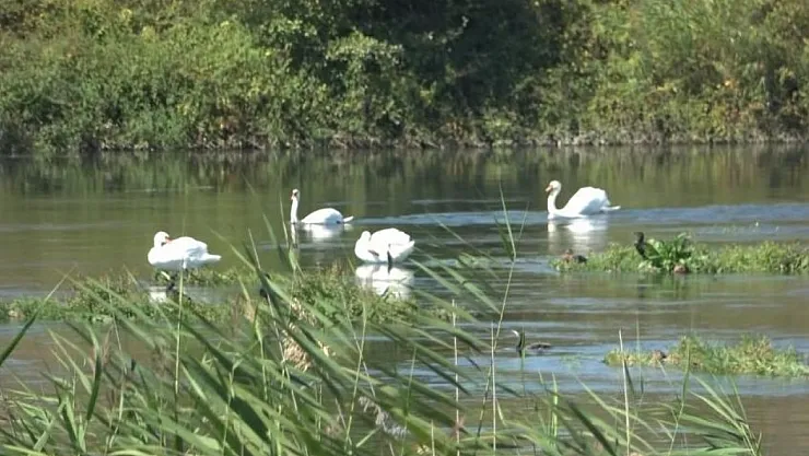 Kızılırmak'ta Kuğuların Dansı: Bafra'da Görsel Şölen Yaşandı
