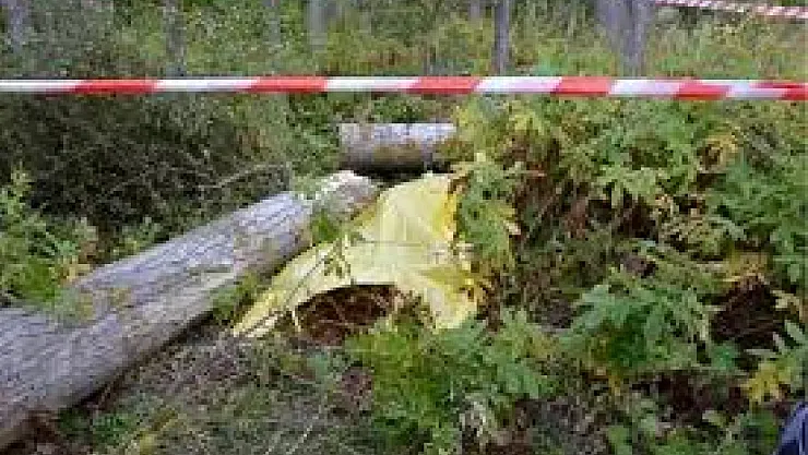 Kocaeli Kandıra'da Ağaç Kesiminde Feci Kaza: Bir Kişi Hayatını Kaybetti