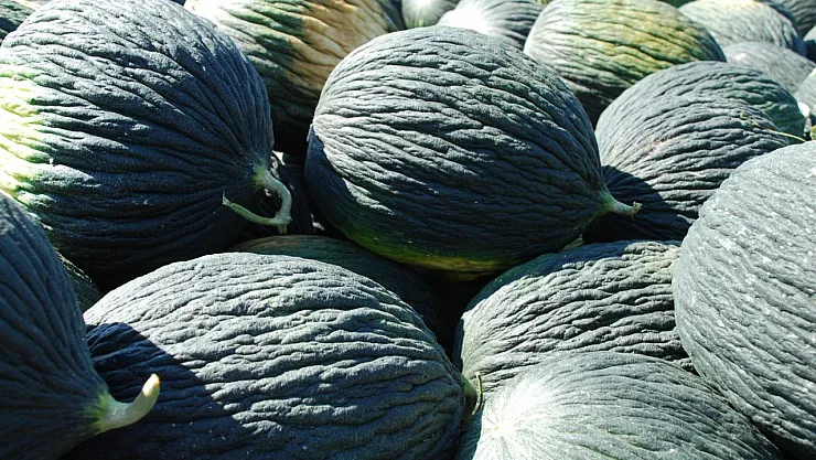 Kök Çürüğü Hastalığını Yendi: Kahramankazan Kavunu Yeniden Sofralarda