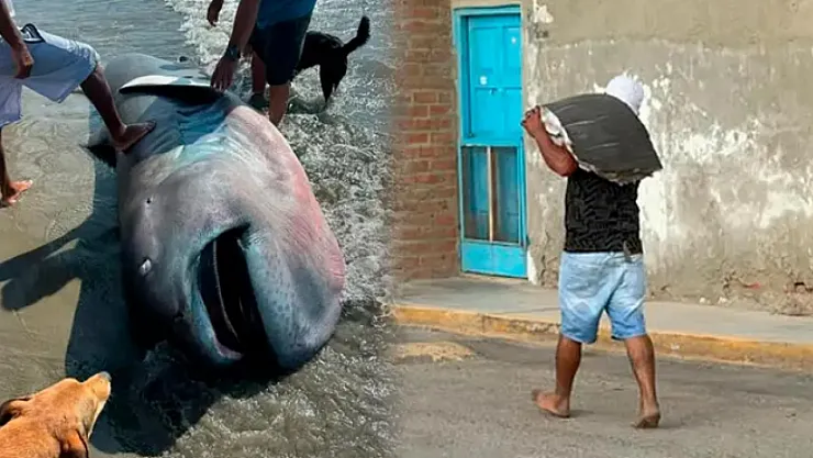 Koruma Altındaki Köpek Balığı Faciası!