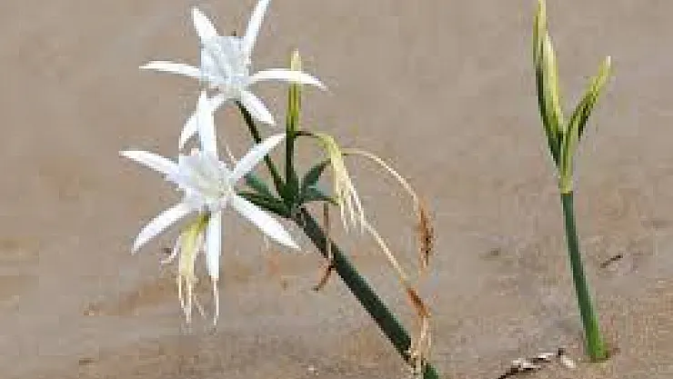 Kum Zambağını Koparmanın Bedeli Ağır: 557 Bin TL Ceza