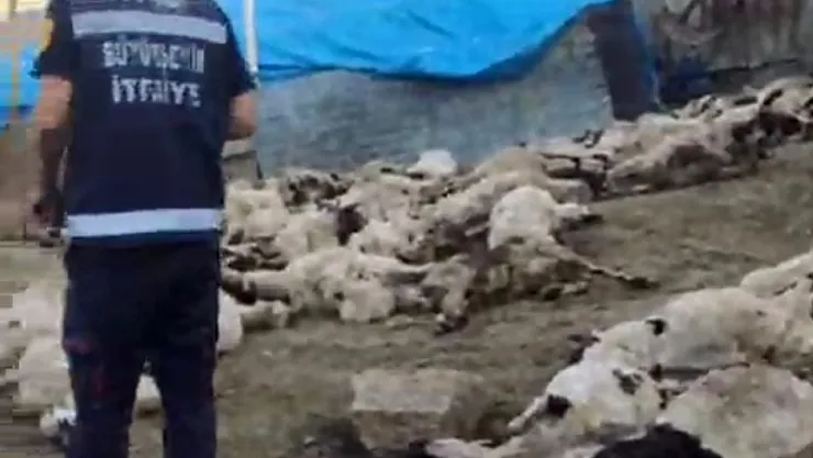 Kurtların Saldırısı: 111 Koyun Telef Oldu