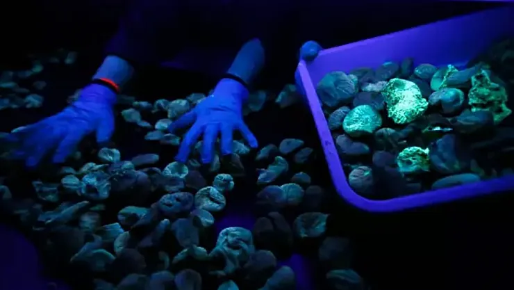 Kuru İncirde Aflatoksin Tehlikesine Karşı Yeni Önlem: Karanlık Oda Dönemi