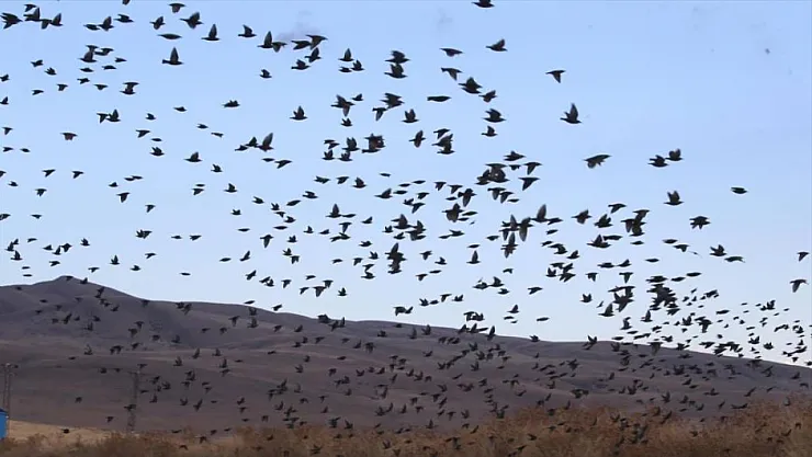 Kuşların Büyük Yolculuğu Başladı