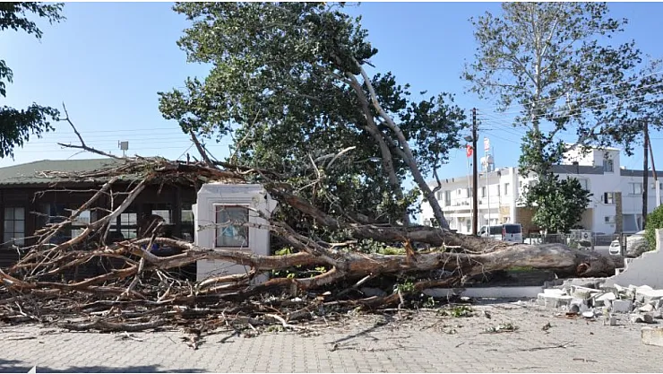 Malatya'da Ağaç Keserken Hayatını Kaybetti