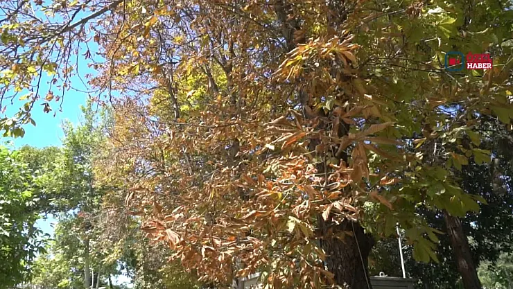 Malatya'da ağaçlar bakımsızlığa terk edildi