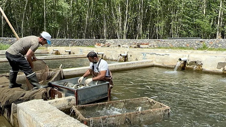 Malatya'da alabalık üretiminde artış yaşanıyor