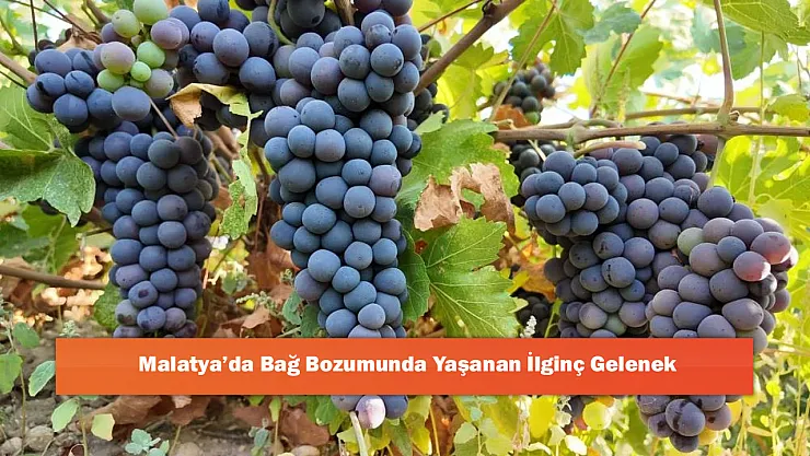 Malatya'da Bağ Bozumunda Yaşanan İlginç Gelenek