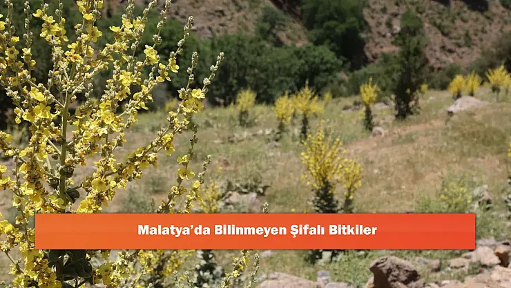 Malatya'da Bilinmeyen Şifalı Bitkiler