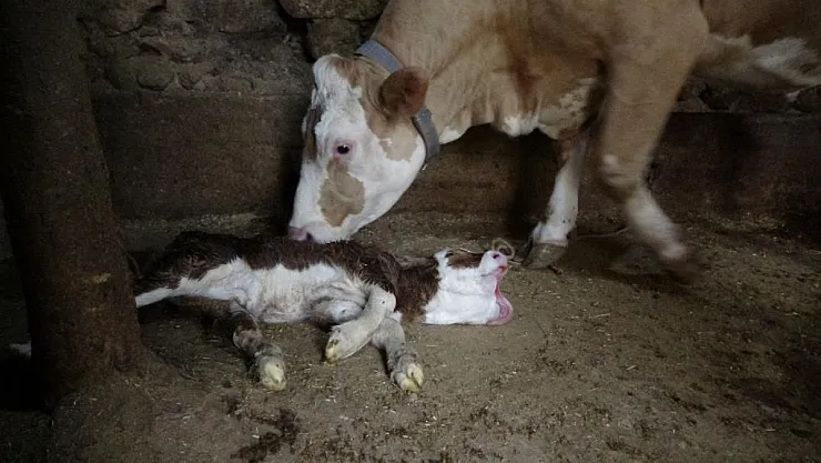 Malatya'da çift başlı doğan buzağı şaşırttı