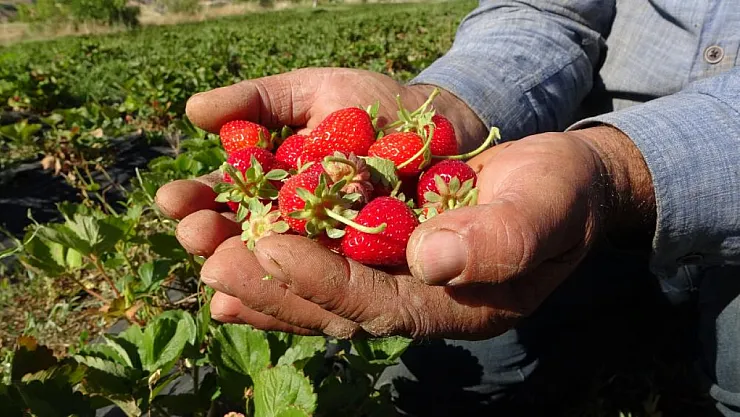 Malatya'da çilek hasadı mutluluğu