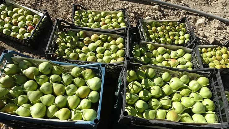 Malatya'da Coğrafi İşaretli Akçadağ Armudu Hasadı Başladı