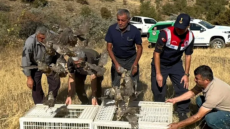Malatya'da doğaya kene savar 100 keklik salındı