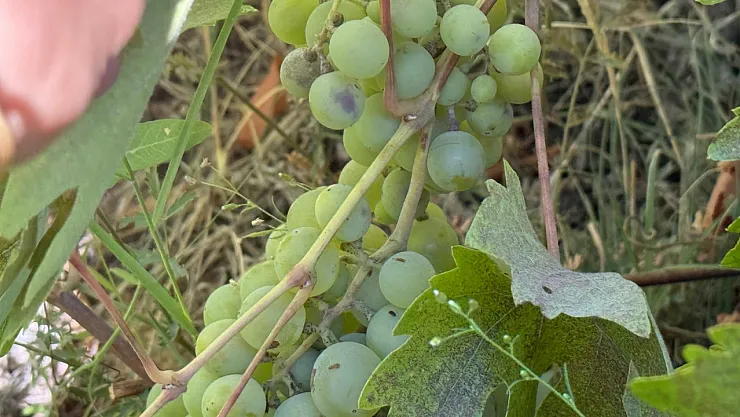 Malatya'da Ekonomik ve Kültürel Miras Sessizce Kayboluyor