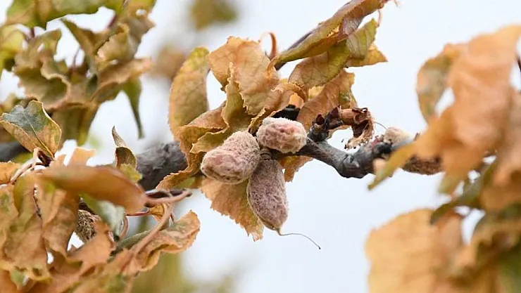 Malatya'da Hangi Ürüne Ne Kadar Ödeme Yapılacak?