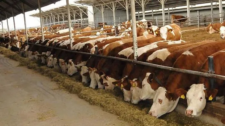 Malatya'da hayvan pazarı ne zaman açılacak?