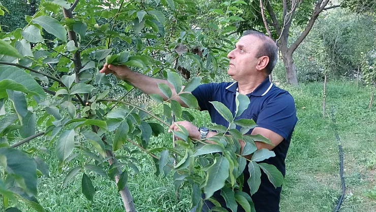Malatya'da Hünnap Üretiminde Yüksek Verim Sevinci