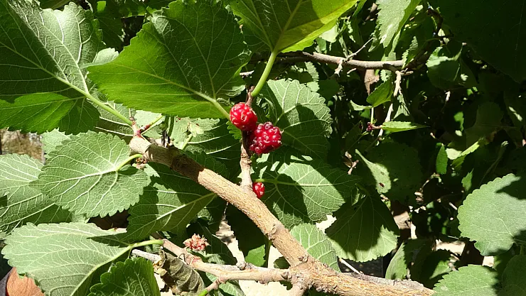 Malatya'da karadut üretimi kayısıya alternatif oluyor
