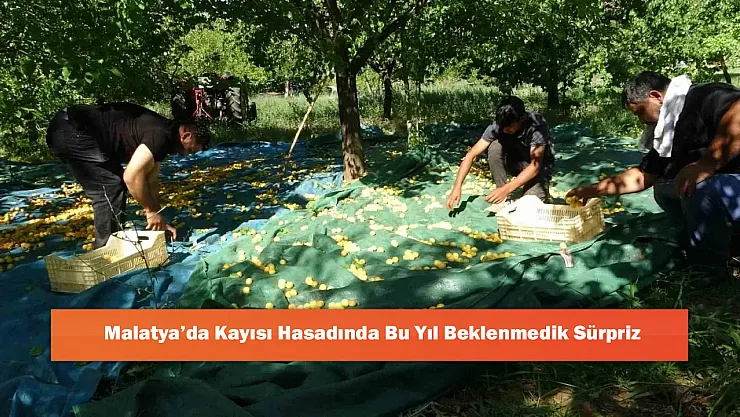 Malatya'da Kayısısında Bu Yıl Beklenmedik Sürpriz