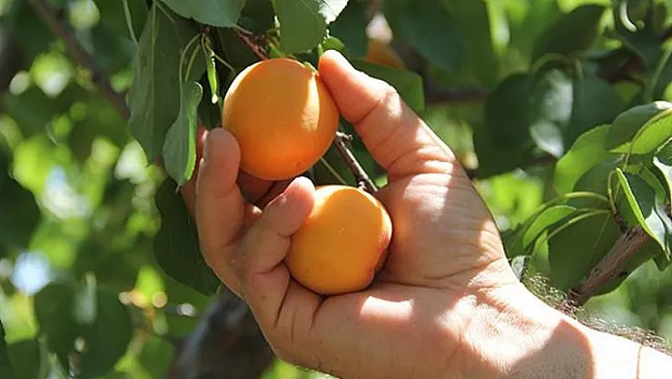 Malatya'da Kayısı'ya alternatif ne üretilebilir?