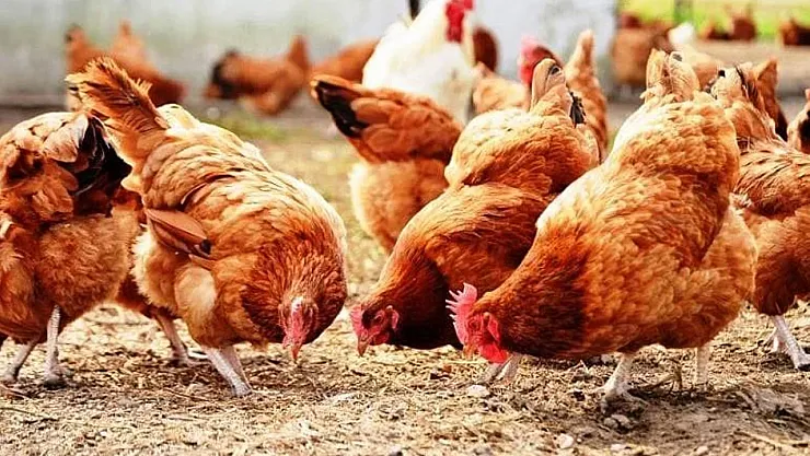 Malatya'da Kümes Krizi: Tavuk Eti Üretimi Zirveye Tırmanırken, Yumurta Üretimi Dibe Vurdu