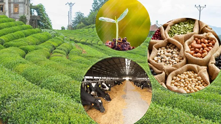 Malatya'da O Ürüne Talep Azaldı, Fiyatlar Sert Düştü: Üretici Endişeli, Vatandaş Memnun