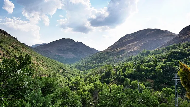 Malatya'da Orman Var mı?