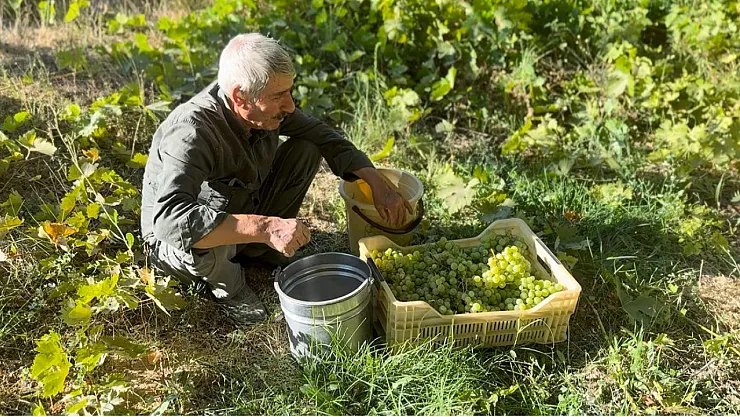 Malatya'da üzüm bağları yok oluyor: Azezi ve Kabarcık tehlikede