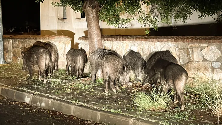 Malatya'da Yaban Domuzları Paniğe neden Oldu