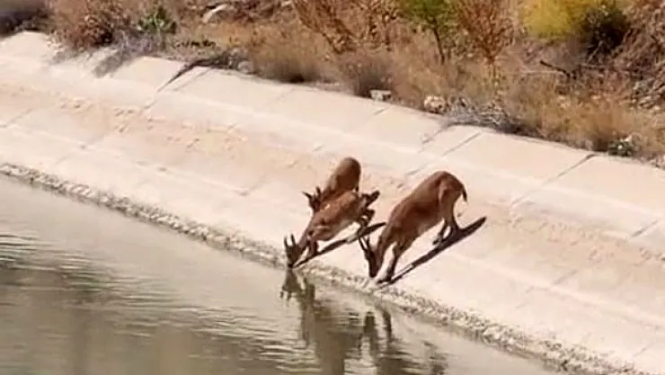 Malatya'da yaban keçisi sürprizi