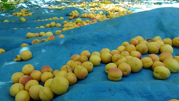 Malatya'daki o bölgede kayısı hasadı başladı!