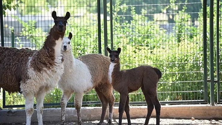 Malatya Hayvanat Bahçesi: Doğanın ve Yaban Hayatının Buluşma Noktası
