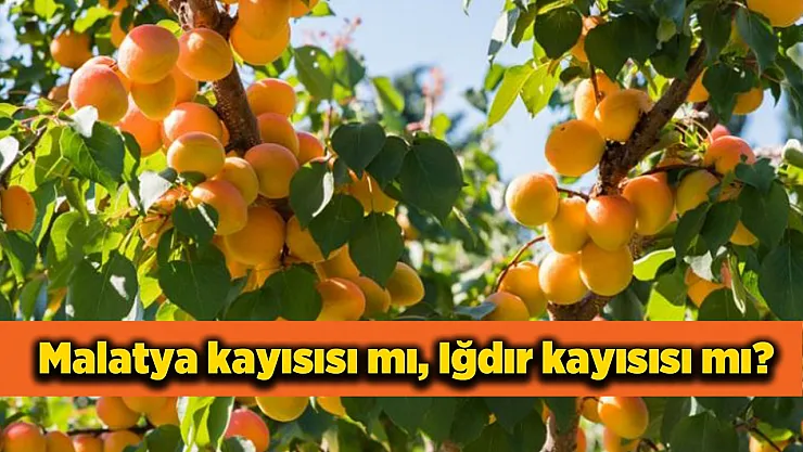 Kayısı Savaşları Sürüyor! Malatya Kayısısı mı, Iğdır Kayısısı mı?