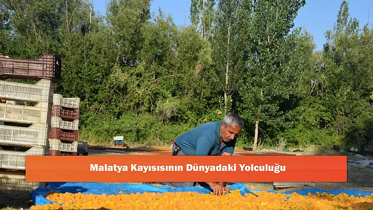 Malatya Kayısısının Dünyadaki Yolculuğu