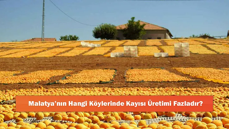 Malatya'nın Hangi Köylerinde Kayısı Üretimi Fazladır?