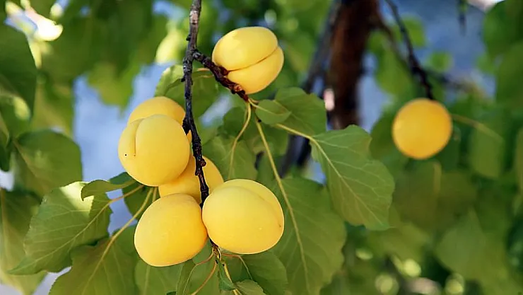 Malatya'nın Komşuları Kayısıya Tescil Peşinde!