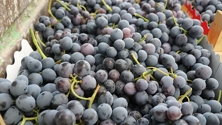 Malatya'nın Üzüm Geleneği Bölgeye Yayılıyor