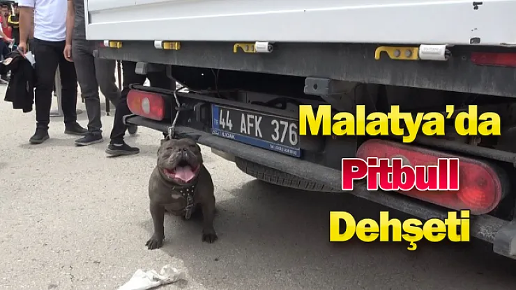 Malatya'da etkinlikte pitbull dehşeti: Kadına saldırdı!