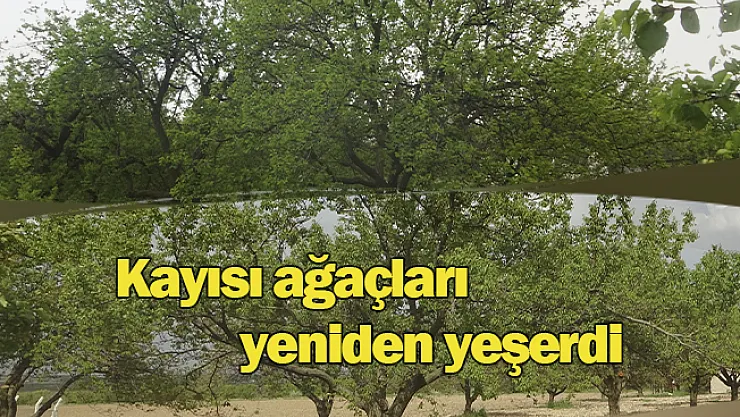 Malatya'da kayısı ağaçları yeniden yeşerdi