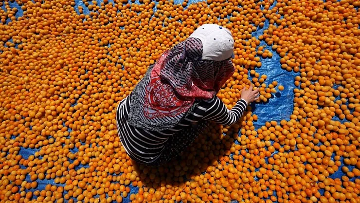 Malatya Kuru Kayısı İhracat Verileri Açıklandı
