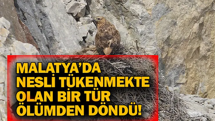 Malatya'da nesli tükenmekte olan bir tür ölümden döndü!