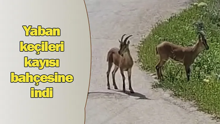 Malatya'da, yaban keçileri kayısı bahçesine indi