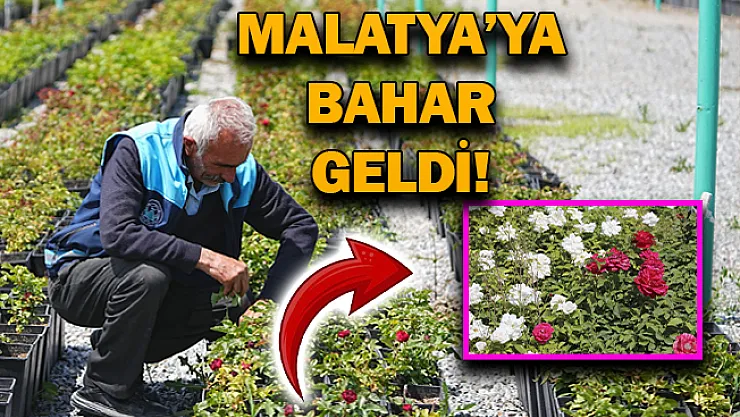 Malatya'ya bahar geldi!